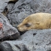 lion_sea_galapagos_san_h_0183_ecu2381.jpg